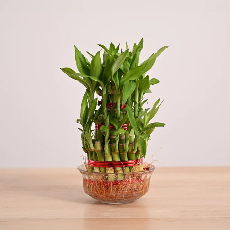 Lucky Bamboo Harmony