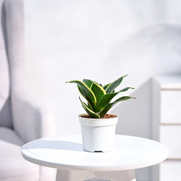 Mini Snake Plant Delight