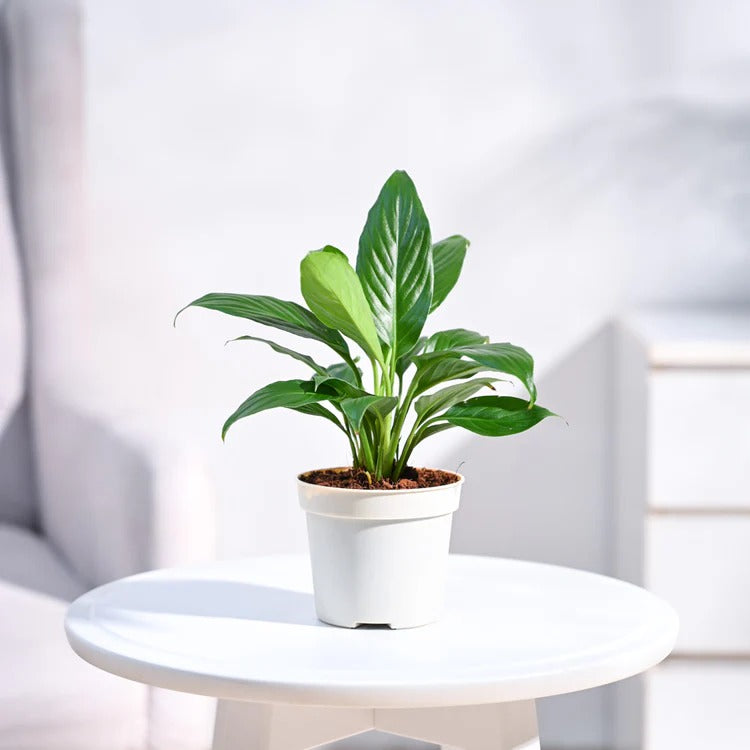 Peace Lily Elegance