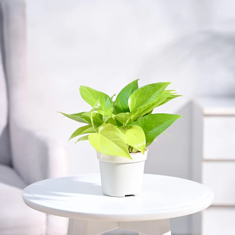 Golden Money Plant