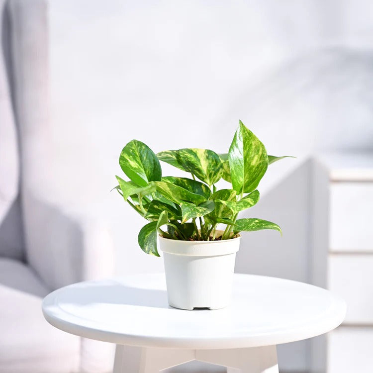 Marble Queen Pothos