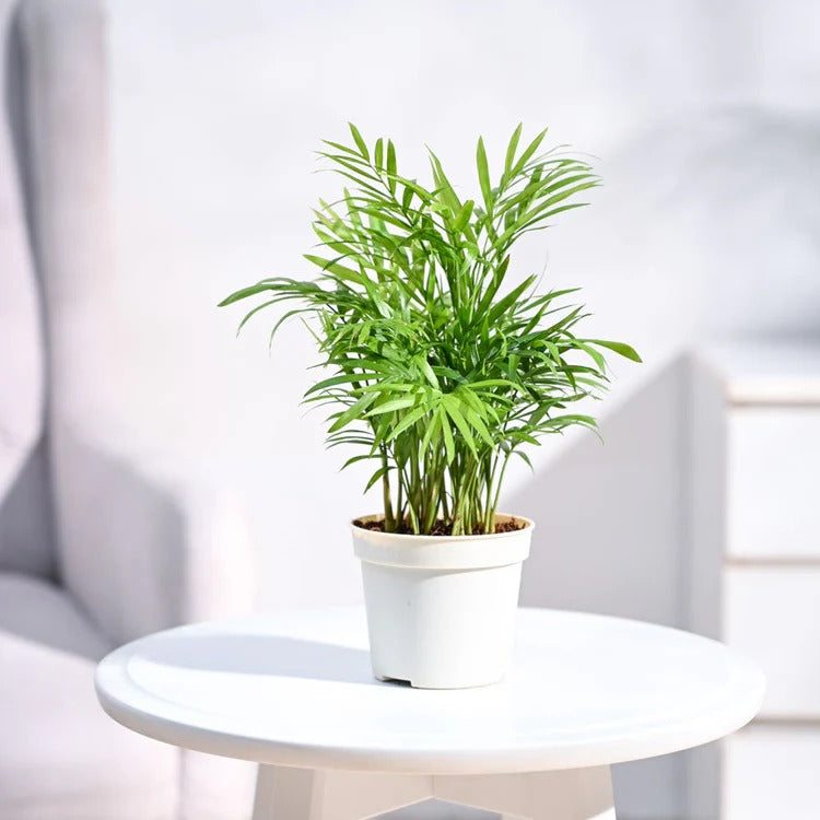 Charming Areca Palm