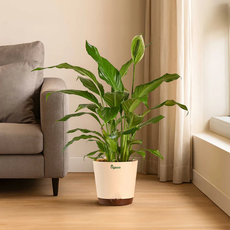 Peace Lily Glow Pot