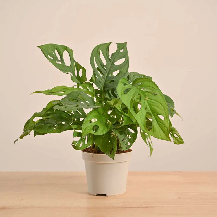 Monstera Adansonii