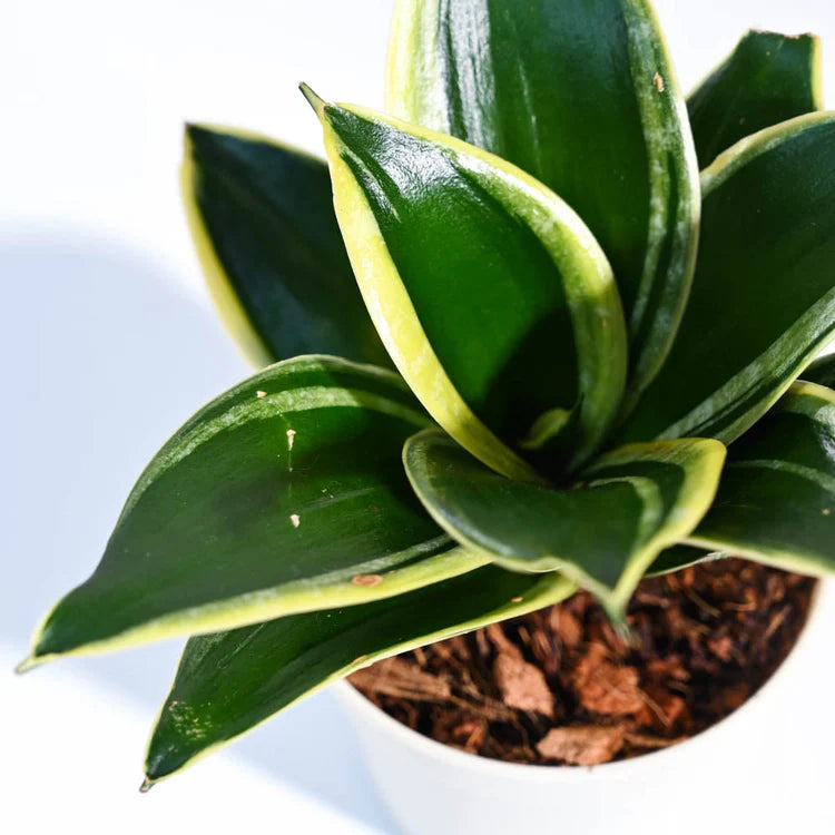 Mini Snake Plant